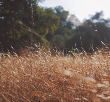 光荣与梦想：葡萄牙与塞尔维亚竞逐尊荣宝座